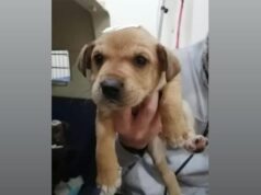 En Villarrica hacen llamado a respetar la Ley de Tenencia Responsable de Mascotas