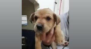 En Villarrica hacen llamado a respetar la Ley de Tenencia Responsable de Mascotas