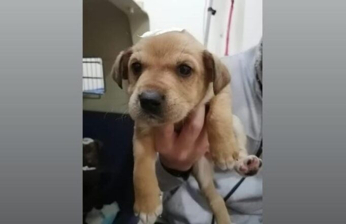 En Villarrica hacen llamado a respetar la Ley de Tenencia Responsable de Mascotas