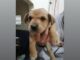 En Villarrica hacen llamado a respetar la Ley de Tenencia Responsable de Mascotas