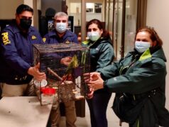 Mujer fue detenida por comercializar Loro Choroy en Padre Las Casas