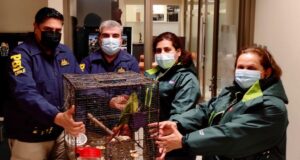 Mujer fue detenida por comercializar Loro Choroy en Padre Las Casas