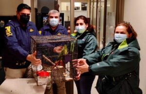 Mujer fue detenida por comercializar Loro Choroy en Padre Las Casas