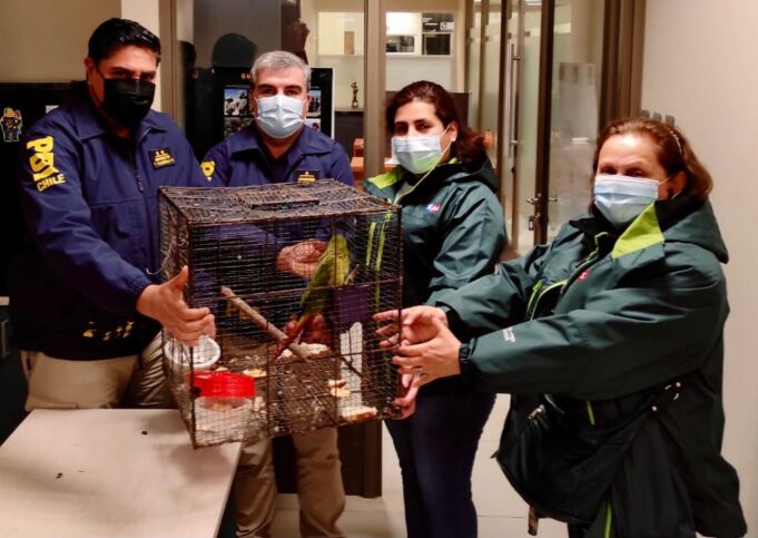 Mujer fue detenida por comercializar Loro Choroy en Padre Las Casas