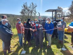 CONADI apoya producción de olivos más australes del mundo en comunidad mapuche de Los Sauces