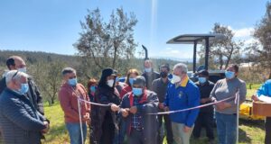 CONADI apoya producción de olivos más australes del mundo en comunidad mapuche de Los Sauces