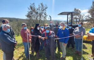CONADI apoya producción de olivos más australes del mundo en comunidad mapuche de Los Sauces