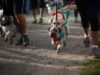 Primer Dog Run: Aperrando con La Teletón Carahue 2021