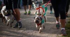 Primer Dog Run: Aperrando con La Teletón Carahue 2021