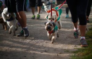 Primer Dog Run: Aperrando con La Teletón Carahue 2021