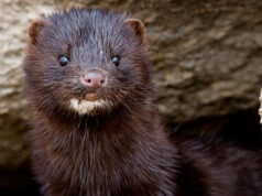 Inician Captura de Visón Tras Avistamiento en Isla Municipal de Pitrufquén