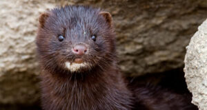 Inician Captura de Visón Tras Avistamiento en Isla Municipal de Pitrufquén