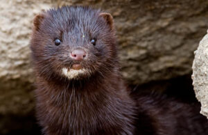 Inician Captura de Visón Tras Avistamiento en Isla Municipal de Pitrufquén