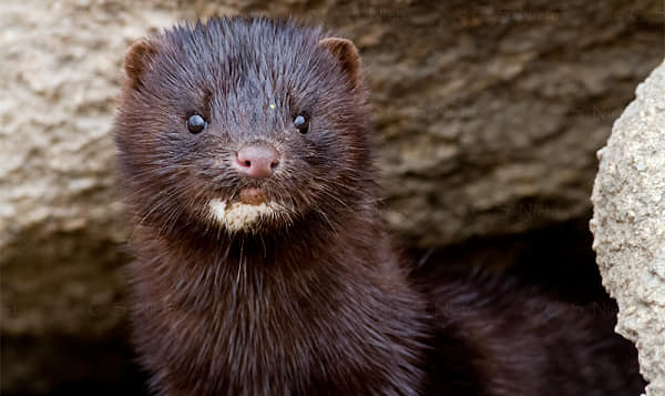 Inician Captura de Visón Tras Avistamiento en Isla Municipal de Pitrufquén
