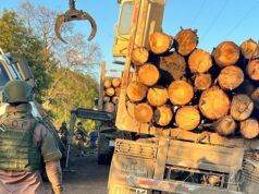 Carabineros logra la detención de un individuo por hurto de madera en predio forestal de Victoria