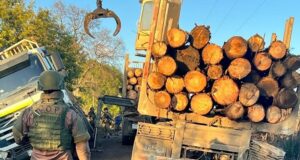 Carabineros logra la detención de un individuo por hurto de madera en predio forestal de Victoria