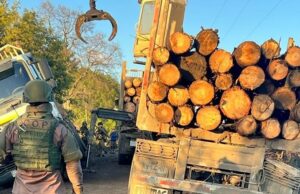 Carabineros logra la detención de un individuo por hurto de madera en predio forestal de Victoria