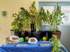 PDI detiene a hombre por cultivo de marihuana en Pucón