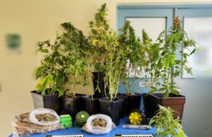 PDI detiene a hombre por cultivo de marihuana en Pucón