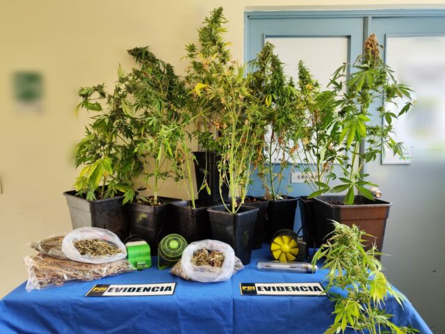 PDI detiene a hombre por cultivo de marihuana en Pucón