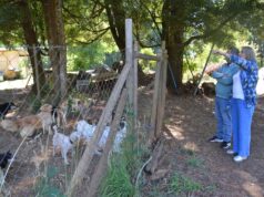 Municipalidad de Pitrufquén trabaja colaborativamente con agrupación Animales por la vida