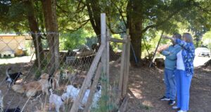 Municipalidad de Pitrufquén trabaja colaborativamente con agrupación Animales por la vida