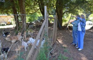 Municipalidad de Pitrufquén trabaja colaborativamente con agrupación Animales por la vida