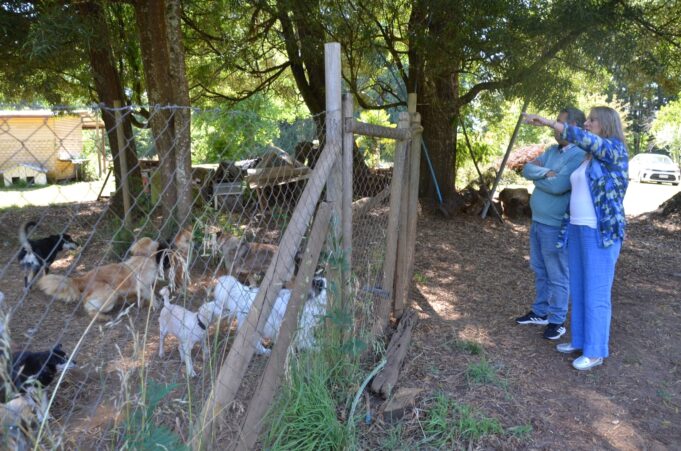 Municipalidad de Pitrufquén trabaja colaborativamente con agrupación Animales por la vida