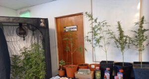 Detienen a Dos Mujeres Por Cultivo y Microtráfico de Marihuana en Gorbea