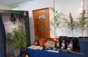 Detienen a Dos Mujeres Por Cultivo y Microtráfico de Marihuana en Gorbea