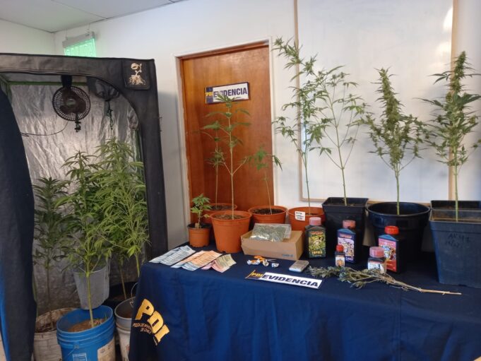 Detienen a Dos Mujeres Por Cultivo y Microtráfico de Marihuana en Gorbea