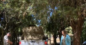 Alcaldesa Jacqueline Romero Entregó Casas de Emergencias y Fardos a Afectados Por Incendios Forestales en Pitrufquén