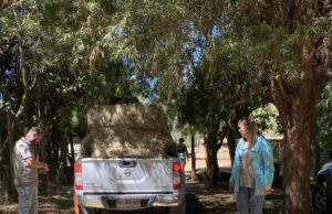 Alcaldesa Jacqueline Romero Entregó Casas de Emergencias y Fardos a Afectados Por Incendios Forestales en Pitrufquén