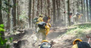 CMPC combate incendios de alta complejidad en ocho comunas de las regiones de Ñuble, Biobío y Araucanía