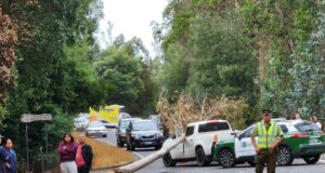 Pitrufquén: Amplían Detención de Hombre que Cortó Árbol el cual Cayó Accidentalmente en Vehículo del Exdirector de Conaf