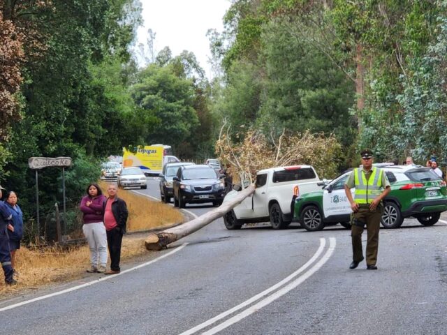 Pitrufquén: Amplían Detención de Hombre que Cortó Árbol el cual Cayó Accidentalmente en Vehículo del Exdirector de Conaf
