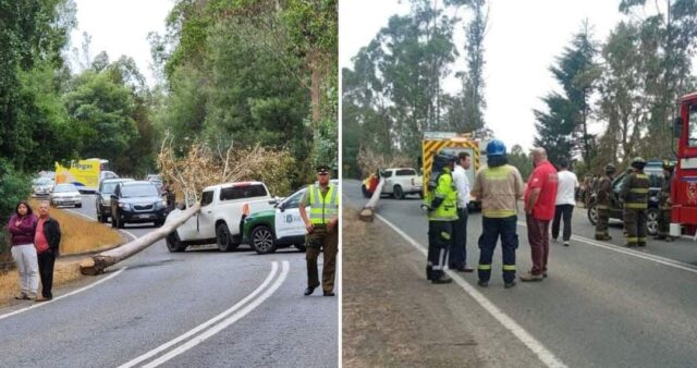 Con Firma Mensual y Arraigo Nacional Quedó Agricultor Responsable Que Talar Árbol que Cayó Sobre Vehículo del Ex Director de Conaf en Pitrufquén