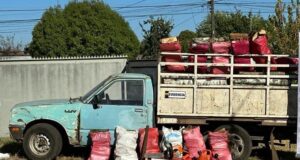 Cuatro Detenidos Acusados de Robo de Leña en Pitrufquén