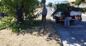 Pitrufquén: Podan Árboles que Obstaculizan Visual en la Vía Pública Para Evitar Accidentes