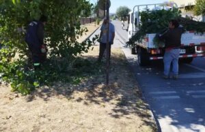 Pitrufquén: Podan Árboles que Obstaculizan Visual en la Vía Pública Para Evitar Accidentes