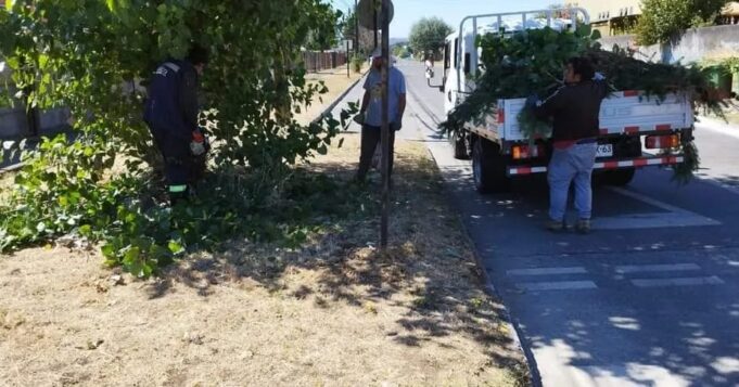 Pitrufquén: Podan Árboles que Obstaculizan Visual en la Vía Pública Para Evitar Accidentes
