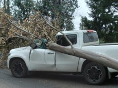 Hombre Muere Luego que Árbol Cayera Sobre su Vehículo en Pitrufquén
