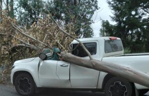 Hombre Muere Luego que Árbol Cayera Sobre su Vehículo en Pitrufquén