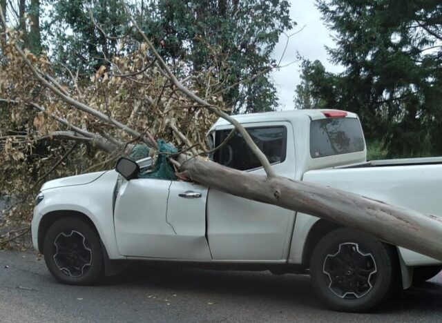 Hombre Muere Luego que Árbol Cayera Sobre su Vehículo en Pitrufquén