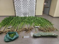 PDI incauta más de tres kilos de marihuana y 40 plantas desde domicilio en Temuco