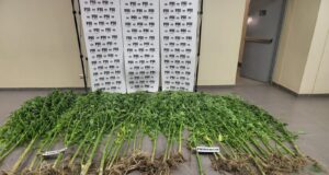 PDI incauta más de tres kilos de marihuana y 40 plantas desde domicilio en Temuco