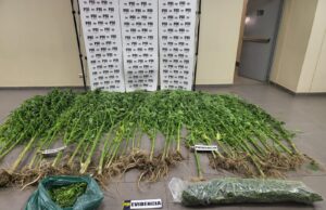 PDI incauta más de tres kilos de marihuana y 40 plantas desde domicilio en Temuco