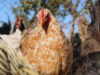 En Siete Comunas de La Araucanía Hay Brotes de Influenza Aviar