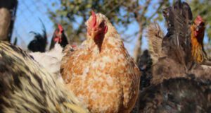 En Siete Comunas de La Araucanía Hay Brotes de Influenza Aviar