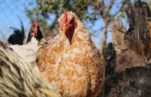 En Siete Comunas de La Araucanía Hay Brotes de Influenza Aviar
